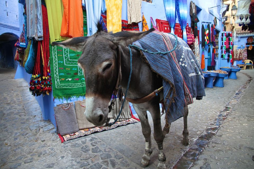 Photo of Making a Donkey of Yourself in Chefchaouen, Morocco 1/29 by Gail Palethorpe