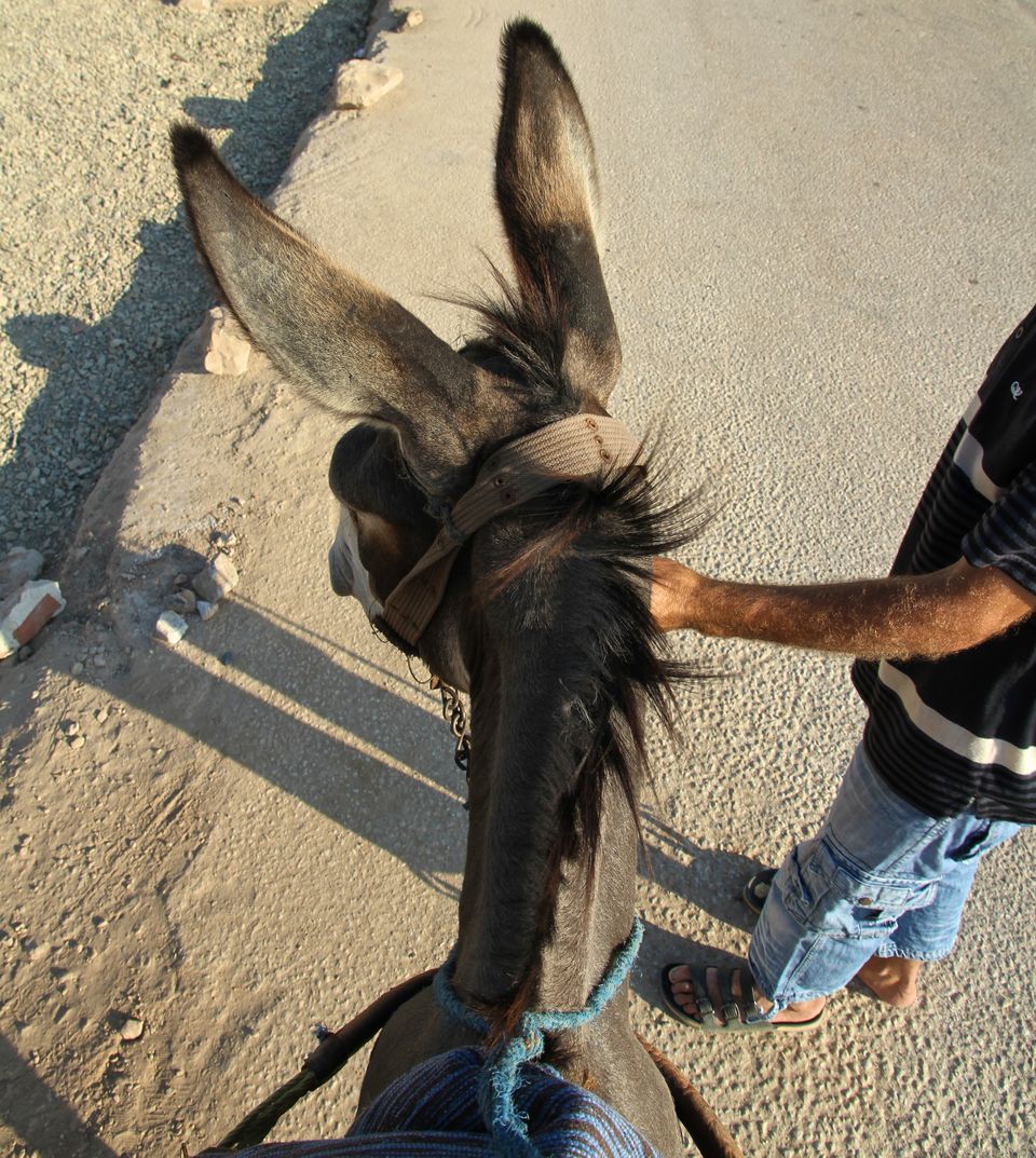 Photo of Making a Donkey of Yourself in Chefchaouen, Morocco 14/29 by Gail Palethorpe