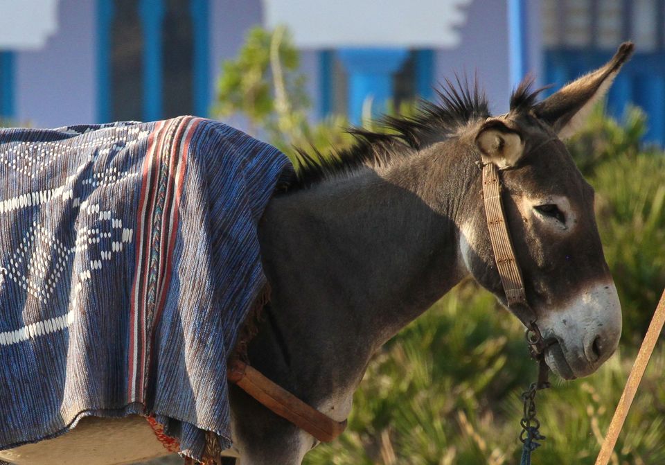 Photo of Making a Donkey of Yourself in Chefchaouen, Morocco 20/29 by Gail Palethorpe