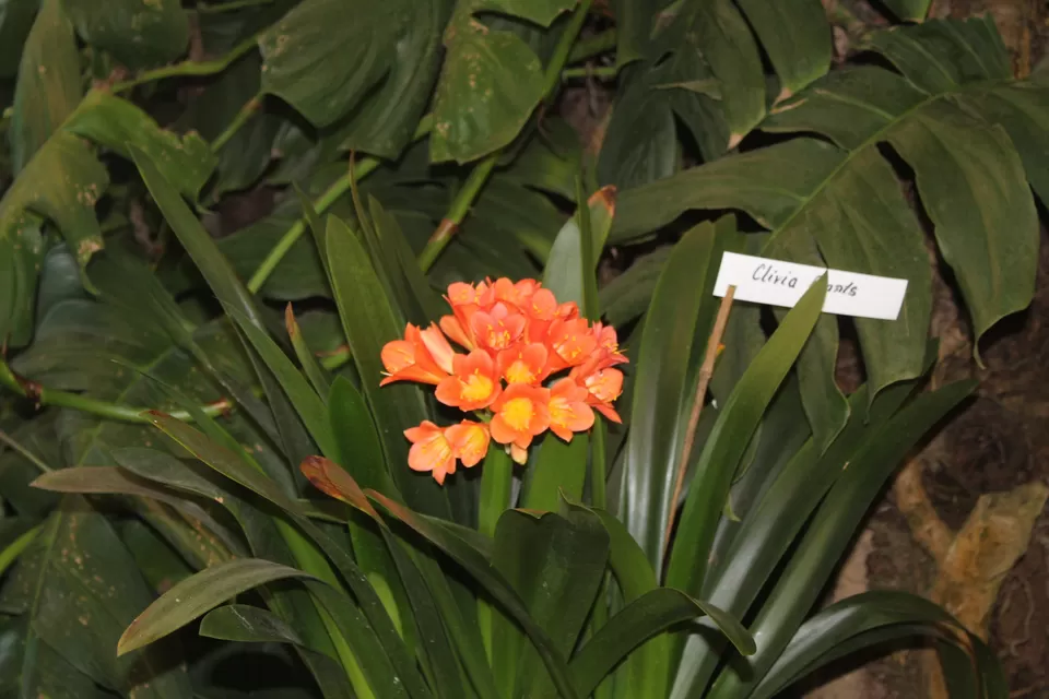 Photo of Flower exhibition Ridge Park, Gangtok by Deepti Naik