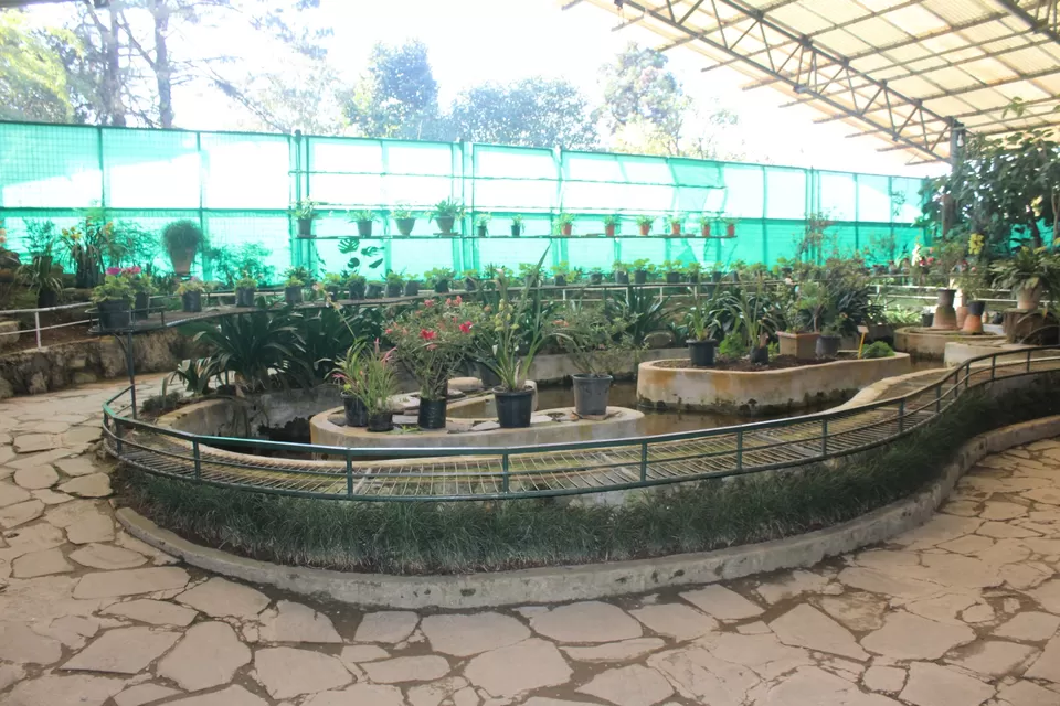 Photo of Flower exhibition Ridge Park, Gangtok by Deepti Naik