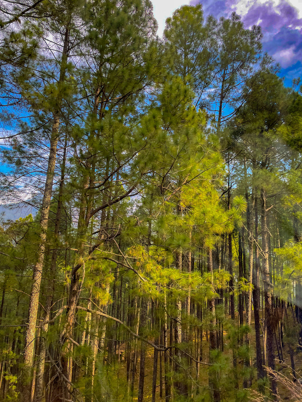 Photo of Dehradun, Uttarakhand, India by Rishabh Dey