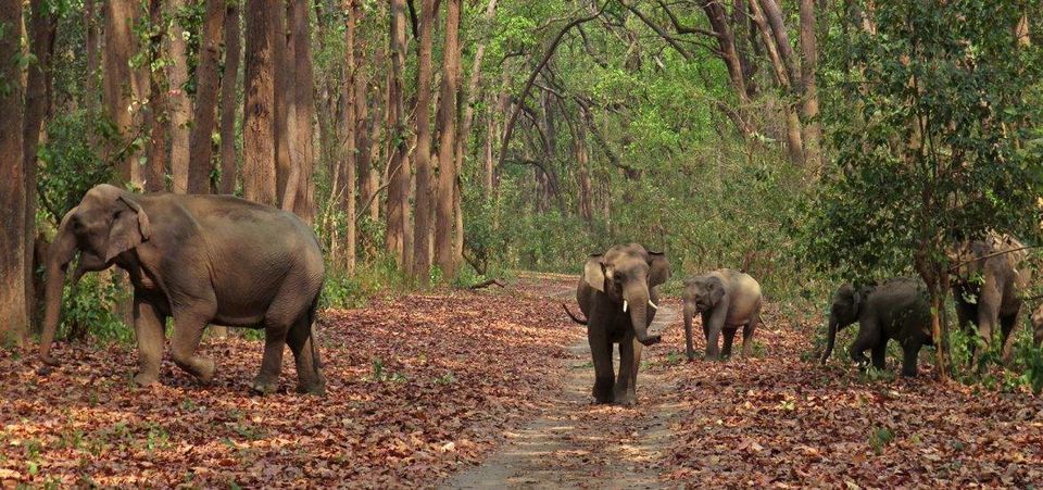 Photo of Trip of Jim Corbett National Park Ramnagar (Nainital) Uttrakhand. 21/25 by albert martin