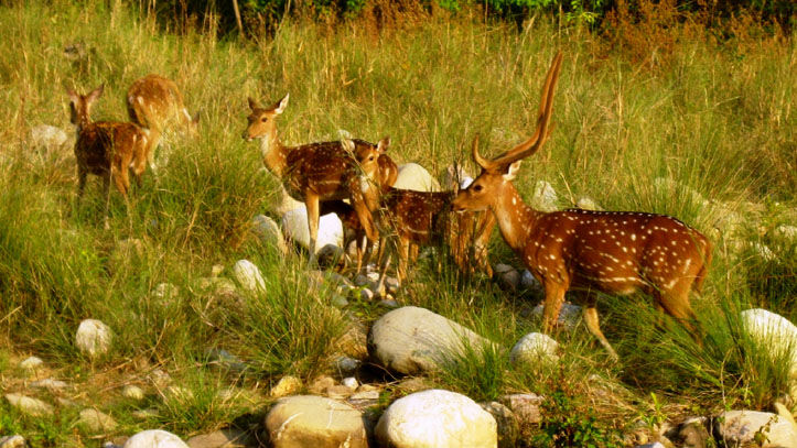 Photo of Trip of Jim Corbett National Park Ramnagar (Nainital) Uttrakhand. 23/25 by albert martin