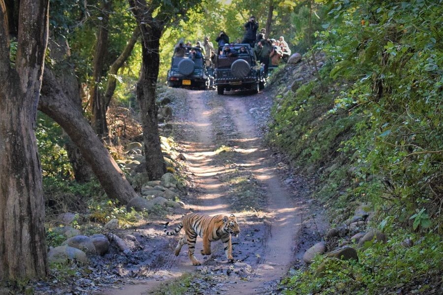 Photo of Trip of Jim Corbett National Park Ramnagar (Nainital) Uttrakhand. 25/25 by albert martin
