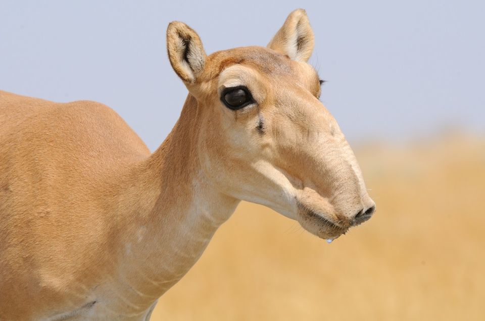 Photo of Saiga (Saiga tatarica) by Vivi Metaliun