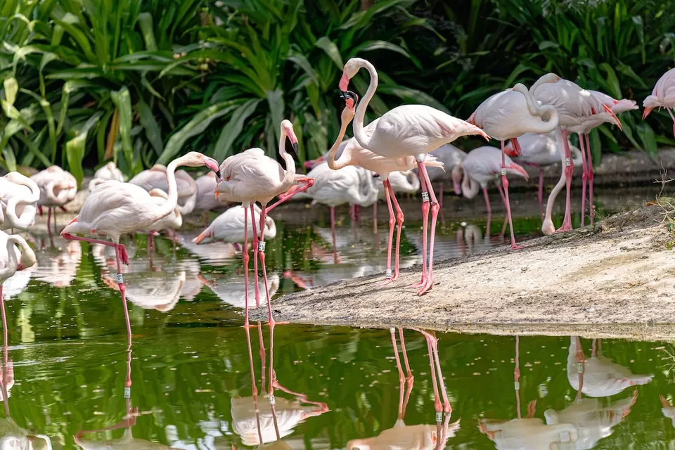 Photo of A Birdwatcher's Paradise: Exploring India's Top Birdwatching Hotspots by Varsha Banerjee