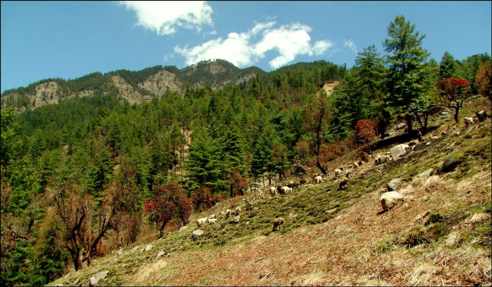 Photo of To the higher reaches of the Himalayas - Kalap by Deeptangan Pant