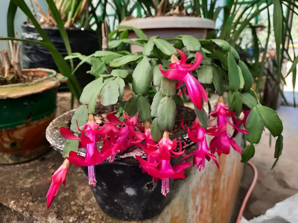 Photo of Takdah Orchid Center By Debanjana Roy