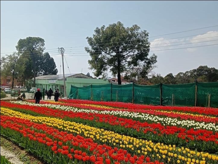 Photo of जानिए हिमाचल के पहले ट्यूलिप गार्डन के बारे में, जिसे देखने दूर दूर से पहुँच रहे है सैलानी by Pooja Tomar Kshatrani