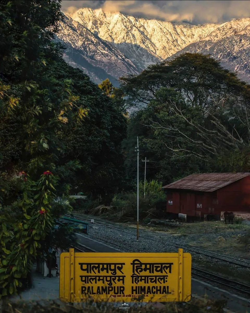 Photo of जानिए हिमाचल के पहले ट्यूलिप गार्डन के बारे में, जिसे देखने दूर दूर से पहुँच रहे है सैलानी by Pooja Tomar Kshatrani