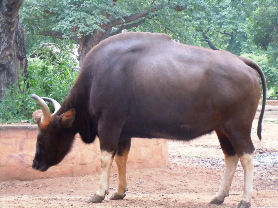 Photo of Mysore Zoo: Conflicted about zoos 1/6 by Nishita