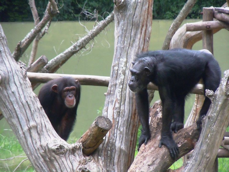 Photo of Mysore Zoo: Conflicted about zoos 2/6 by Nishita