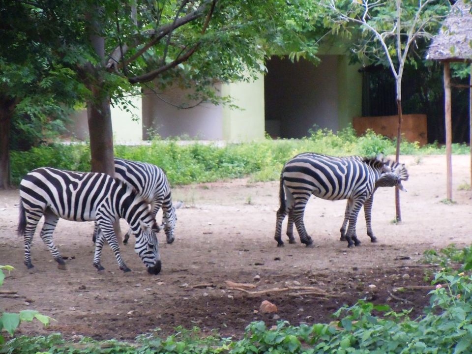 Photo of Mysore Zoo: Conflicted about zoos 4/6 by Nishita