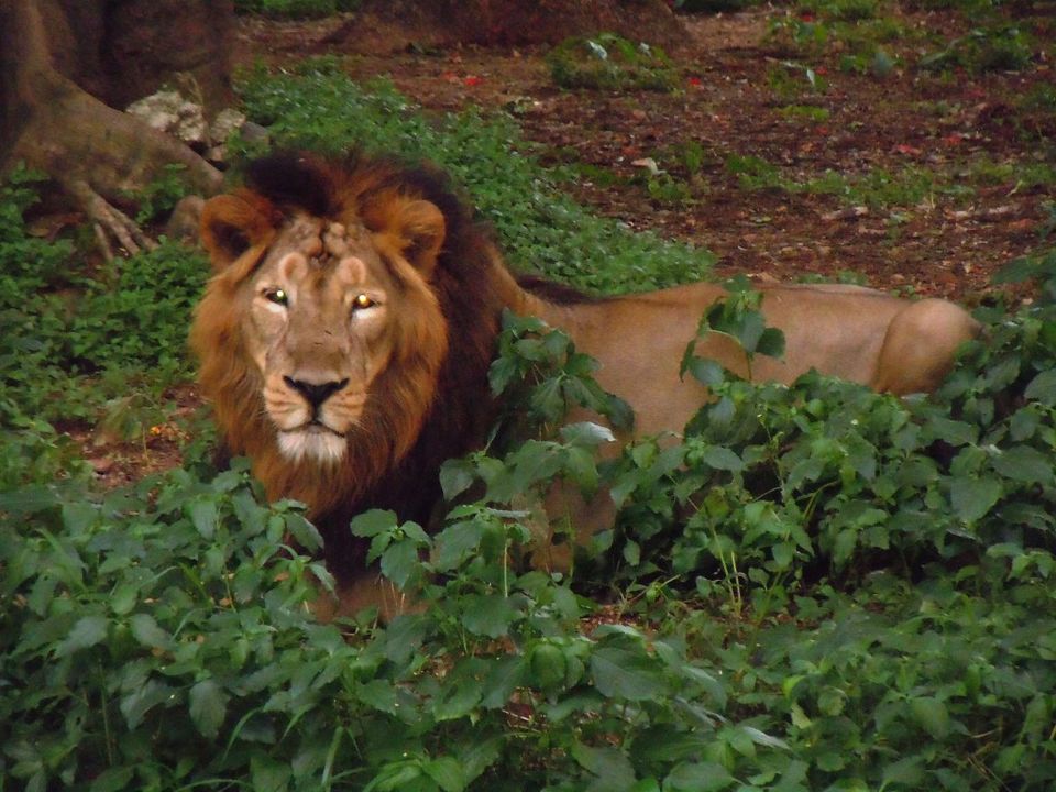 Photo of Mysore Zoo: Conflicted about zoos 5/6 by Nishita