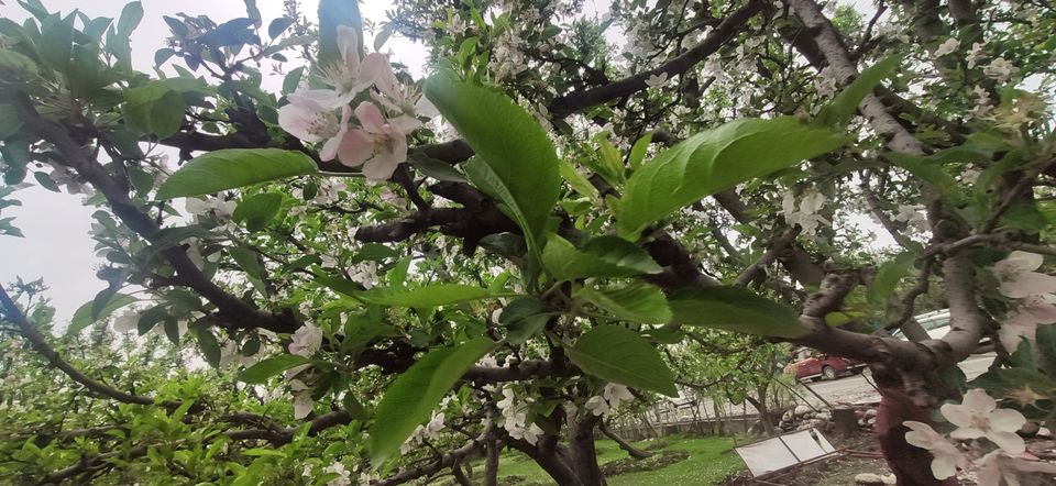 Photo of Pahalgam by Priya Kotecha
