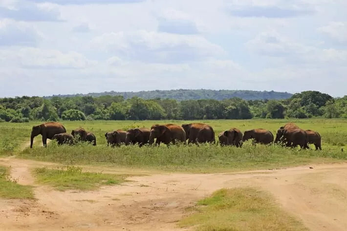 Photo of Minneriya National Park, Maradankadawala-Habarana-Thirukkondaiadimadu Highway, Rambawilla, Sri Lanka by Neetu Banthia