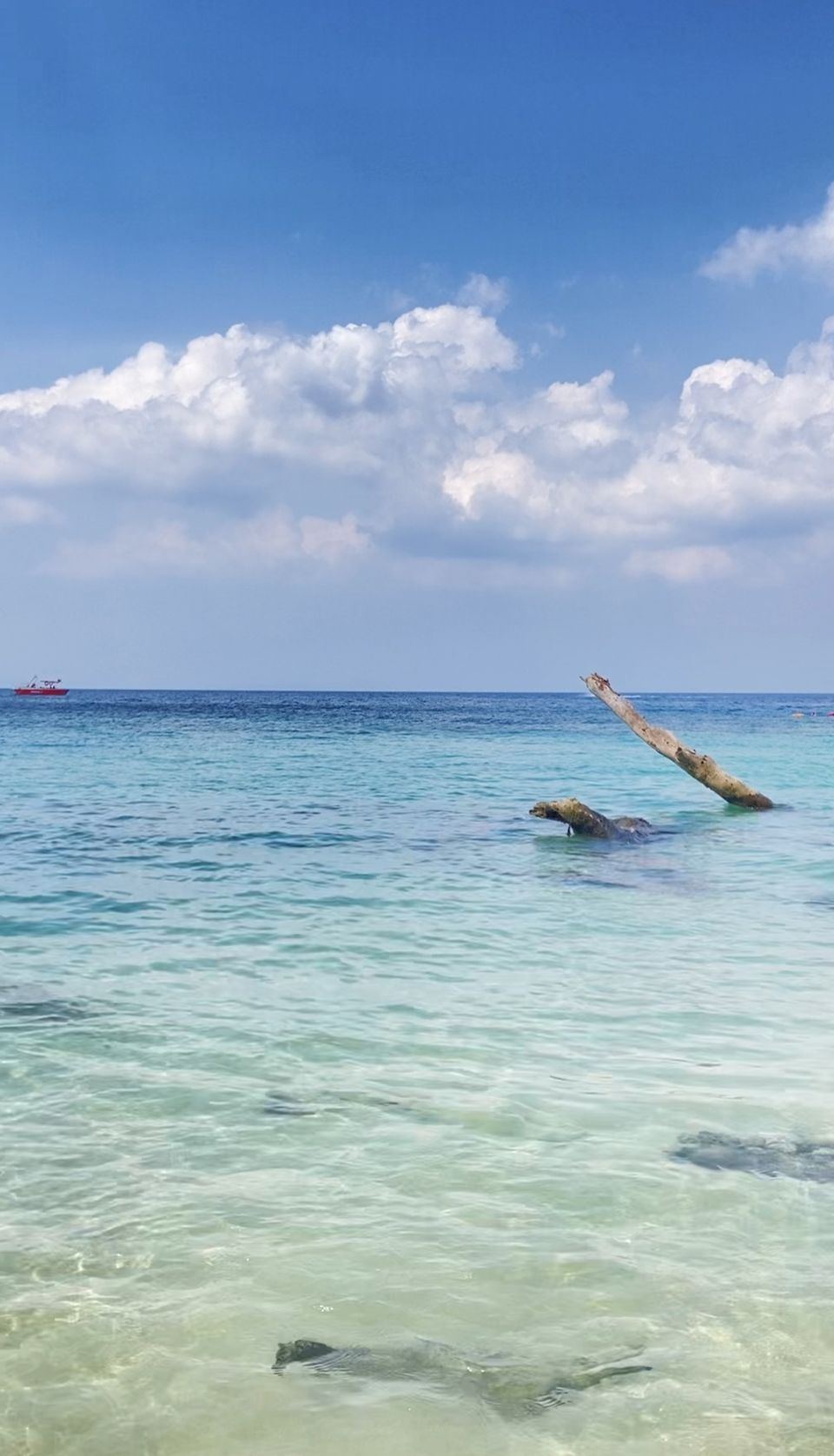Photo of Trip to India's Tropical Island Paradise : The Andamans 8/10 by Neha Choudhary