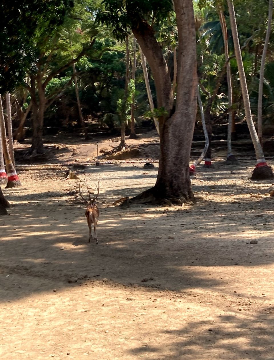 Photo of Ross Island by Neha Choudhary