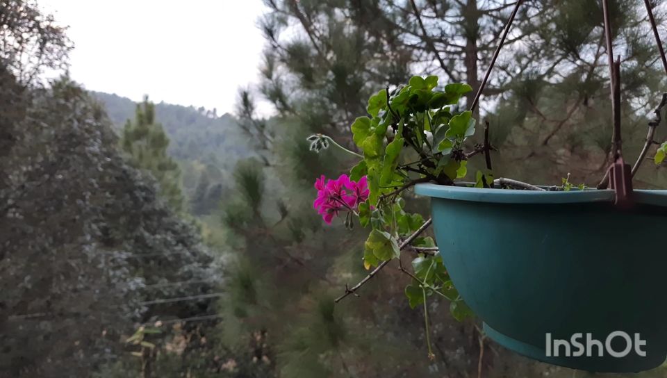 Photo of Auli Laga Joshimath by Roaming Mayank