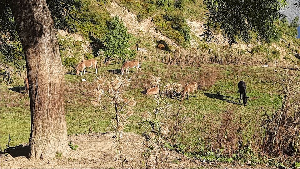 Photo of Auli by Roaming Mayank