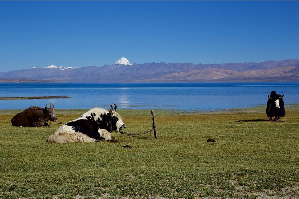 Photo of कैलास मानसरोवर के जाने अनजाने किस्से, ये नहीं देखा तो क्या देखा ! by Roaming Mayank