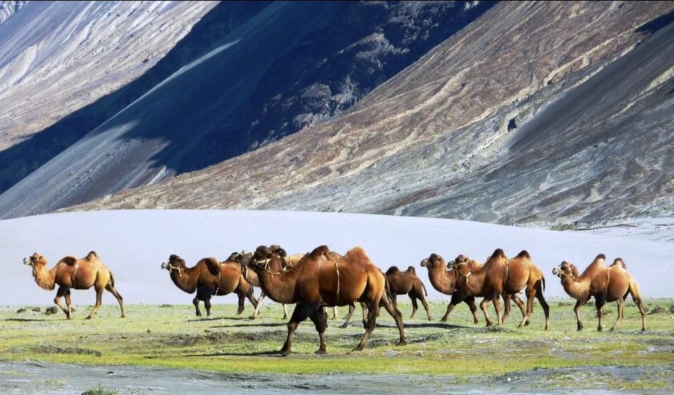 Photo of Nubra Valley by RoamingMayank