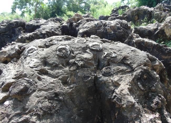 Photo of Salkhan Fossils Park by Roaming Mayank