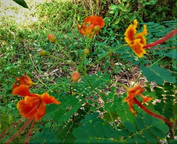 Photo of A laidback December day-out in Hyderabad Botanical Garden 5/12 by Sukanya Saha