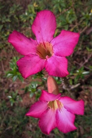 Photo of A laidback December day-out in Hyderabad Botanical Garden 6/12 by Sukanya Saha