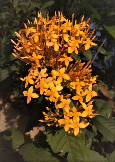 Photo of A laidback December day-out in Hyderabad Botanical Garden 8/12 by Sukanya Saha