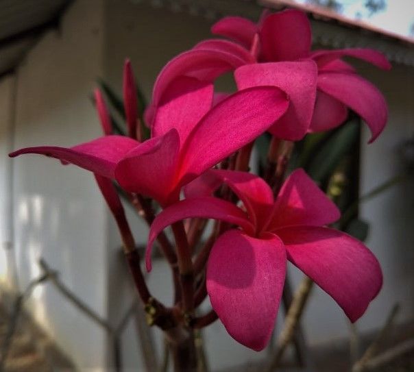 Photo of A laidback December day-out in Hyderabad Botanical Garden 7/12 by Sukanya Saha