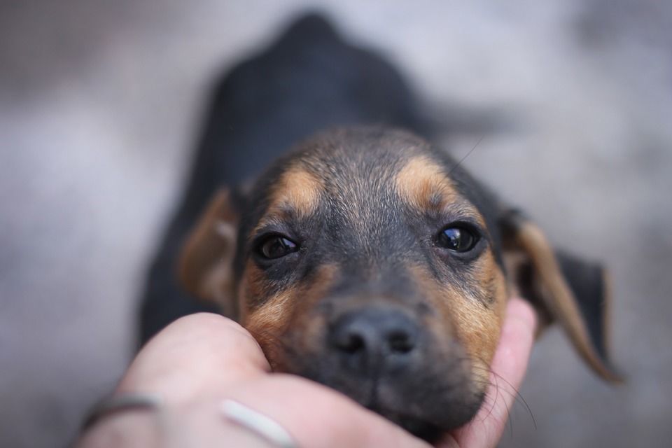 Photo of Tips On Hassle-free Travel With Your Furry Friend 1/13 by Priyam Bagga