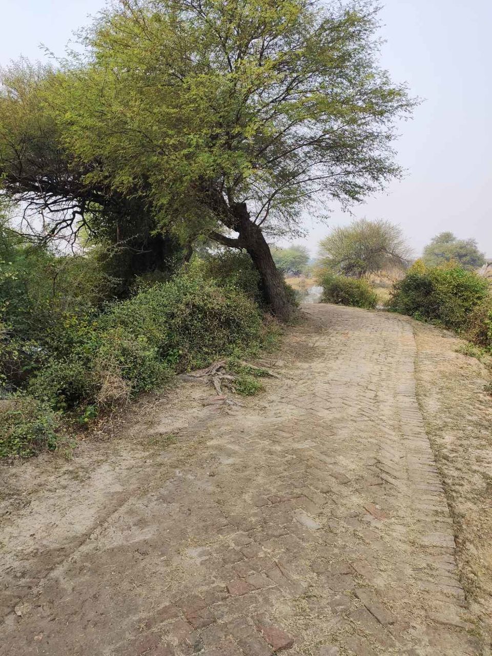 Photo of Bharatpur Bird Sanctuary, Road, Bharatpur, Rajasthan, India by Divya Vaswani