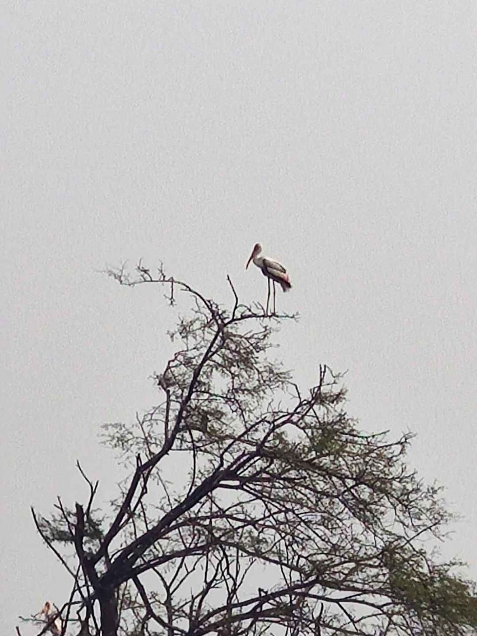 Photo of Bharatpur Bird Sanctuary, Road, Bharatpur, Rajasthan, India by Divya Vaswani