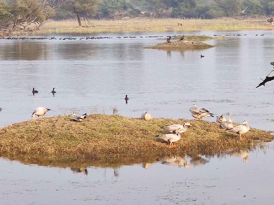 Photo of Bharatpur Bird Sanctuary, Road, Bharatpur, Rajasthan, India by Divya Vaswani