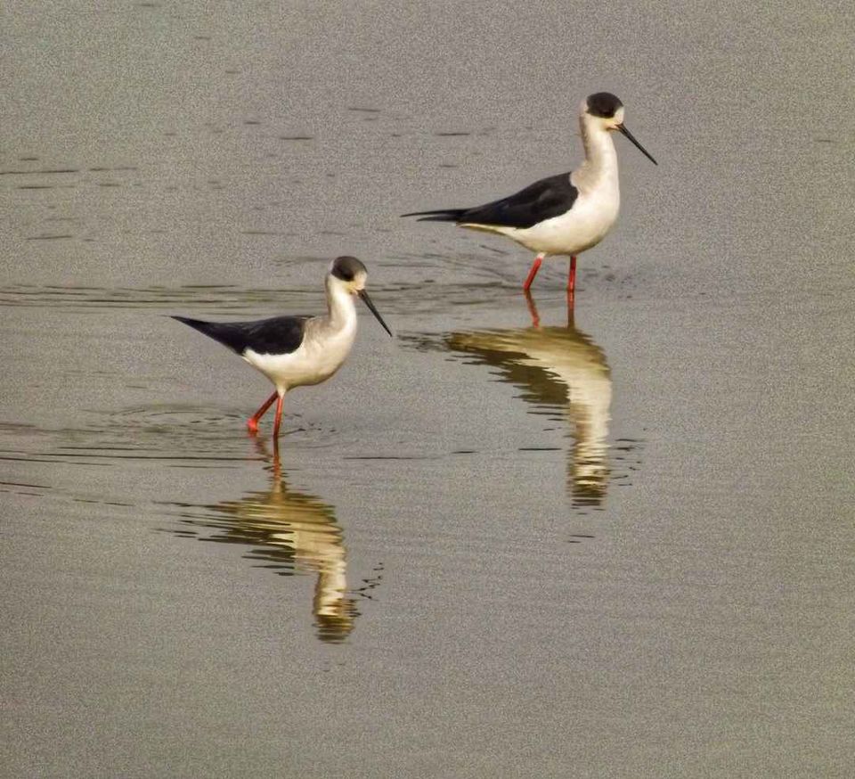 Photo of Bharatpur Bird Sanctuary, Road, Bharatpur, Rajasthan, India by Divya Vaswani