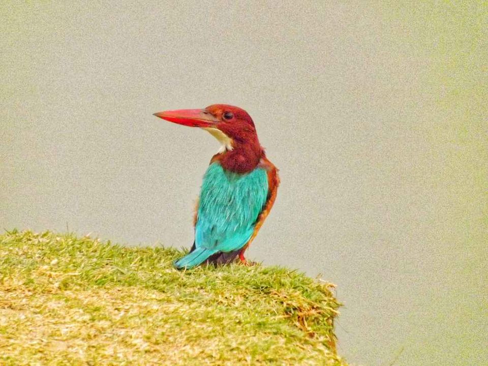 Photo of Bharatpur Bird Sanctuary, Road, Bharatpur, Rajasthan, India by Divya Vaswani