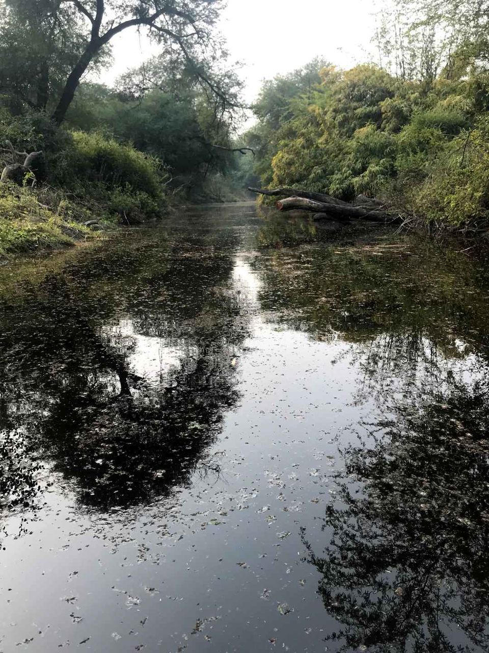 Photo of Bharatpur Bird Sanctuary, Road, Bharatpur, Rajasthan, India by Divya Vaswani