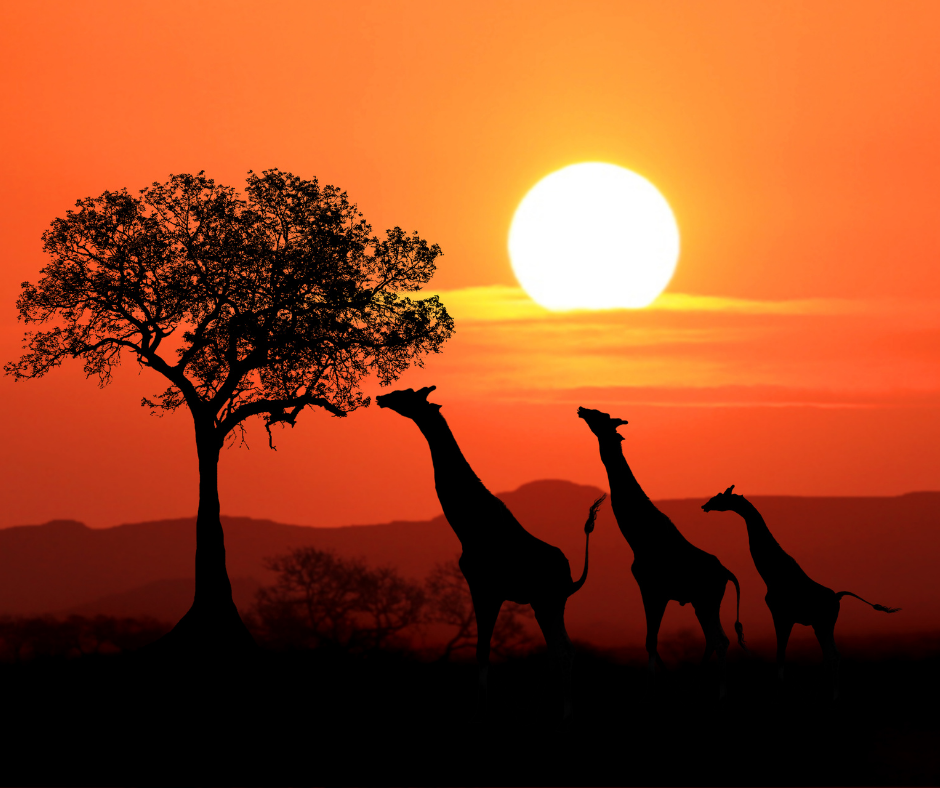 Photo of The best things to see and do in Cape Town | Blog 4/4 by Susie Freeman Travel