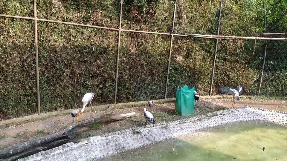 Photo of Chattbir Zoo - Mohendra Chaudhary Zoological Park ( Baddi - Zirakpur) by Ayushi Kesarwani