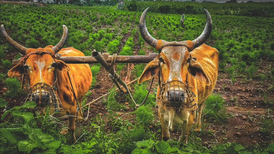 Photo of Rajasthan by Abhishek Yogi