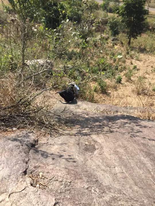 Photo of Narsipatnam-Paderu Rd, Andhra Pradesh 531024, India by Nishant Tripathi