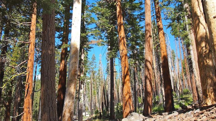 Photo of Hiking Half Dome 5/13 by kim.somanyplaces