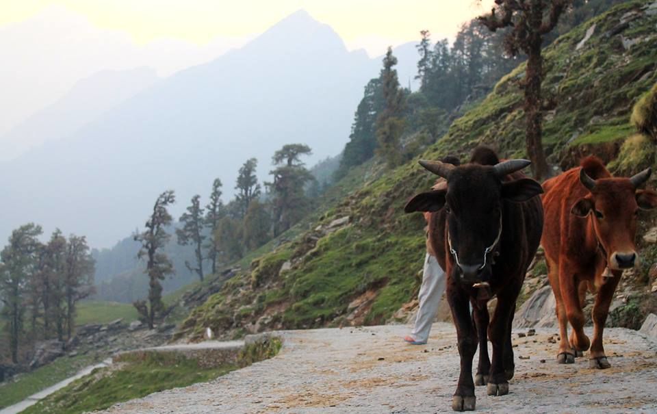 Photo of Chandrashila Trek - 2014 5/20 by Kunsang Pakhrin