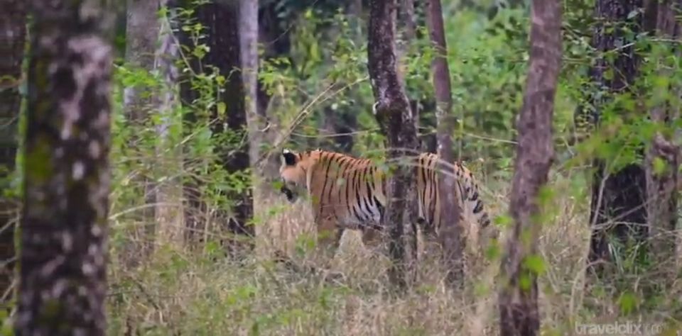 Photo of rupyard kiplings mougaly land ; pench tiger reserve by hari s sharma