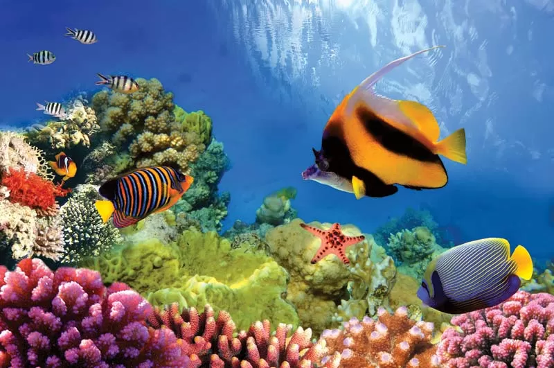 Photo of Great Barrier Reef, Australia by Wonder Holiday Packages