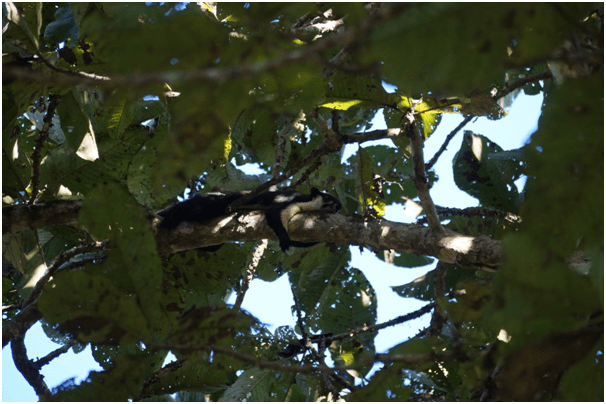 Photo of Highlights of Assam- Forests and tea gardens - The Globetrotters 2/33 by Apoorv & Smita