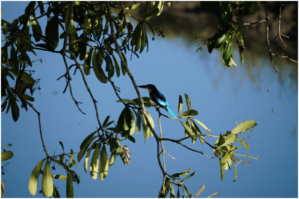 Photo of Highlights of Assam- Forests and tea gardens - The Globetrotters 3/33 by Apoorv & Smita