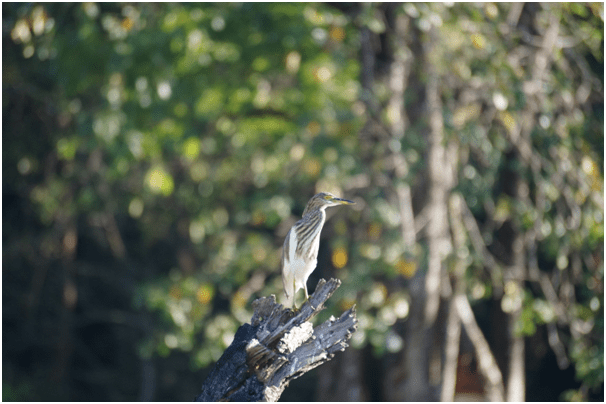 Photo of Highlights of Assam- Forests and tea gardens - The Globetrotters 4/33 by Apoorv & Smita